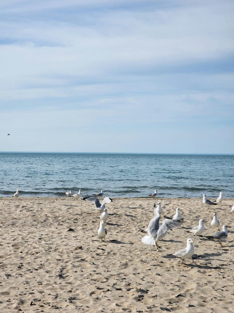 Flock of seagulls on a sandy beach by Lake Erie in Buffalo, NY, under a clear sky.