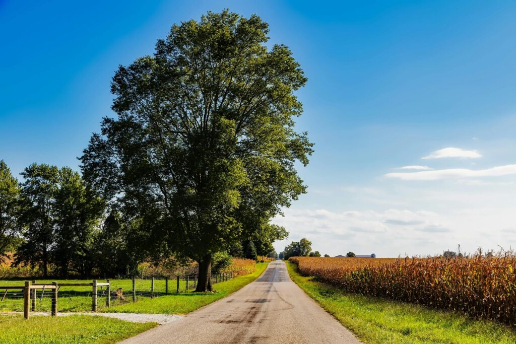 A picturesque rural road in Flora, Indiana, lined with cornfields and trees under a clear blue sky.