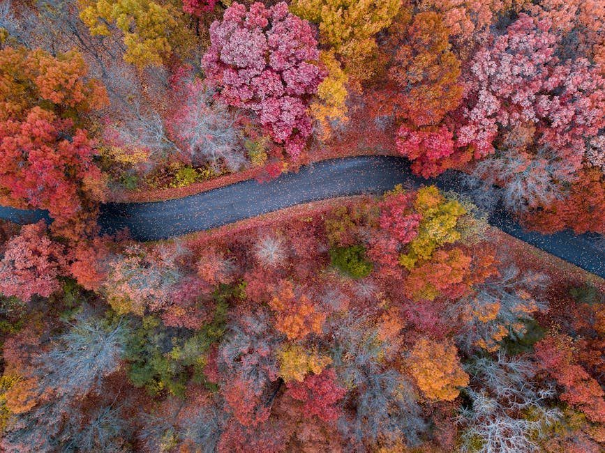 pexels-photo-3192801-3192801 Colorful fall foliage from above near a winding road in Holly, Michigan.