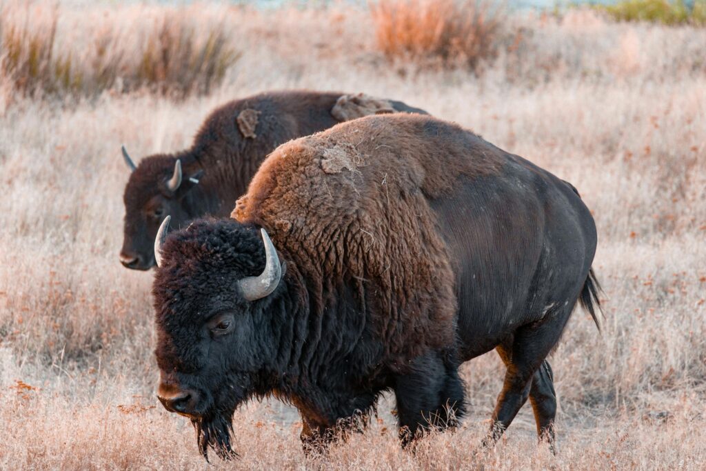 pexels-photo-3640872-3640872 Wild bison calmly graze in a natural grassland setting, showcasing their majestic presence.