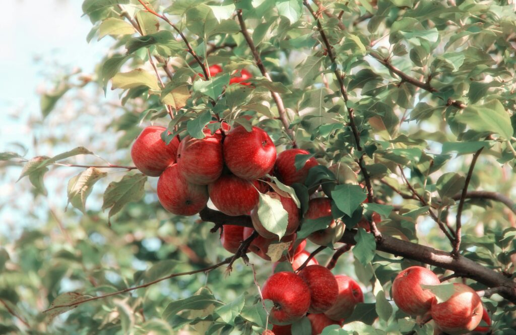 pexels-photo-635705-635705 A cluster of ripe red apples growing on a tree branch in the orchard, showcasing their vibrant color and natural beauty.
