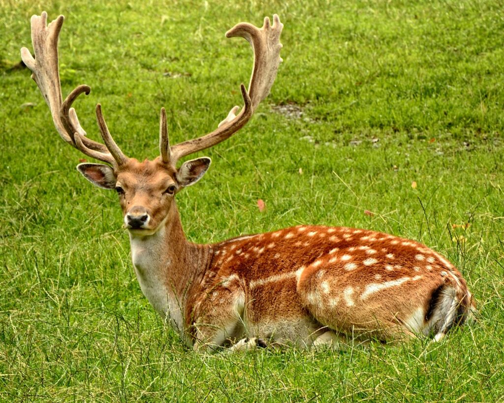 A fallow deer with antlers resting peacefully in a lush green meadow.