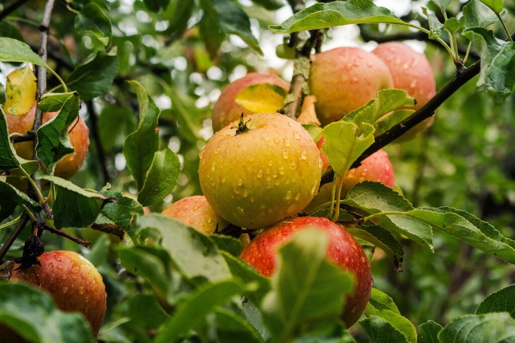 apple, apple tree, fruits, food, fresh, healthy, ripe, organic, sweet, produce, harvest, apple, apple, apple, apple, apple, apple tree, apple tree
