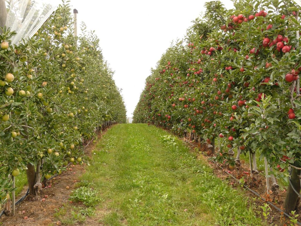 orchard, fruit, orchards, orchard, orchard, orchard, orchard, orchard