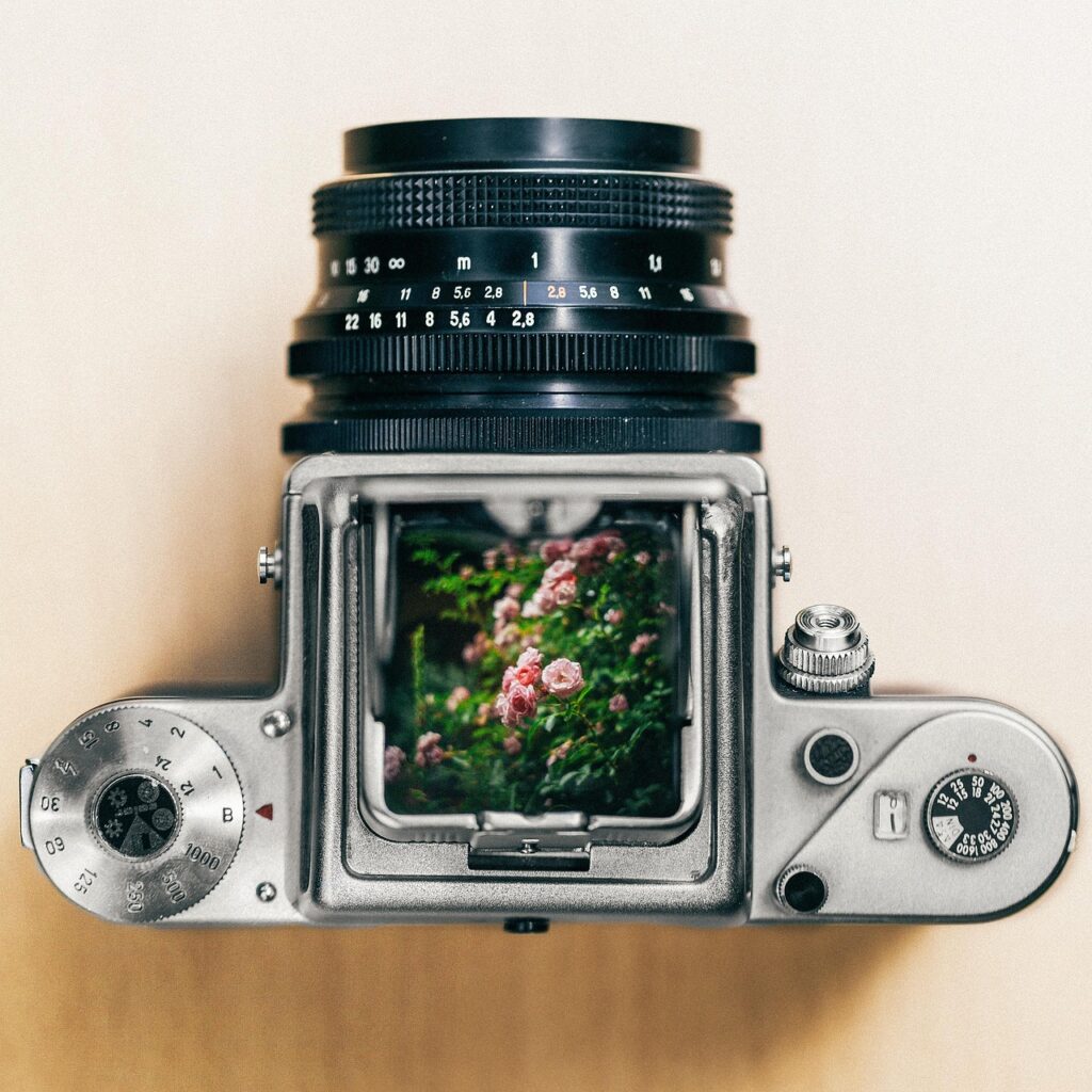 film, nature, beautiful flowers, camera, pentacon, medium format, flower wallpaper, flower, flower background, tumblr wallpaper