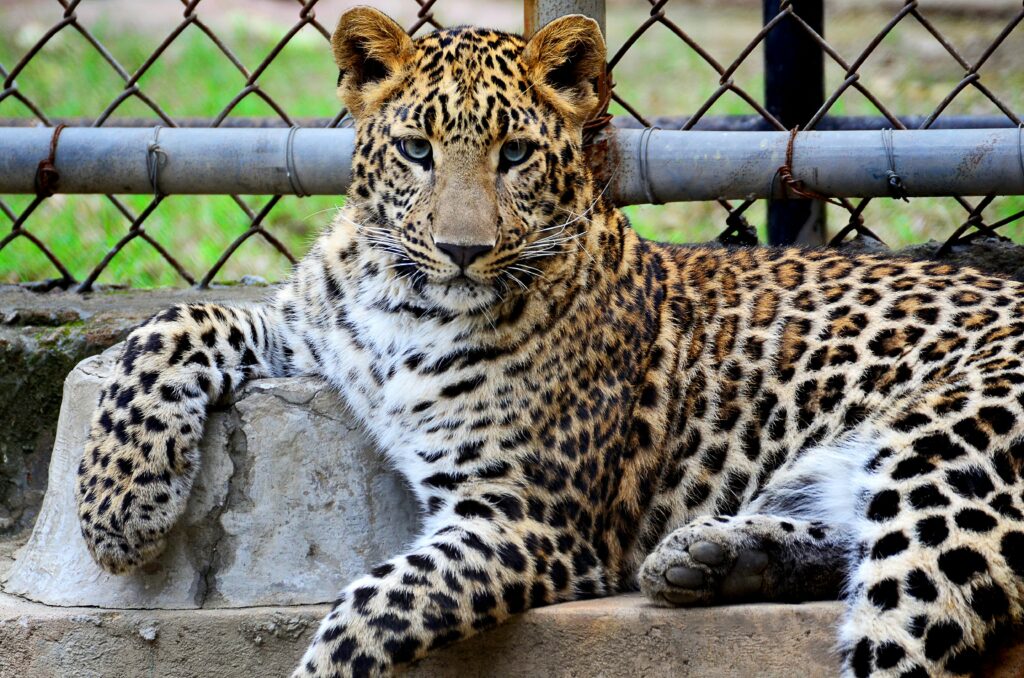 pexels-photo-1316297-1316297 A striking leopard lounging in its zoo habitat, showcasing its powerful presence.