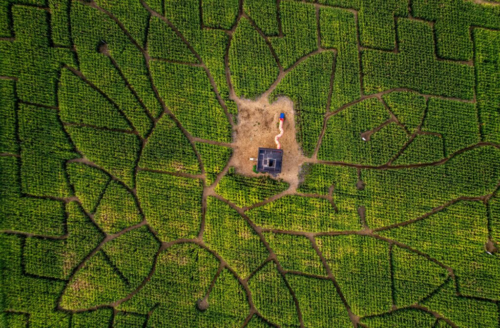 Explore the intricate design of a corn maze from above during the vibrant summer season.