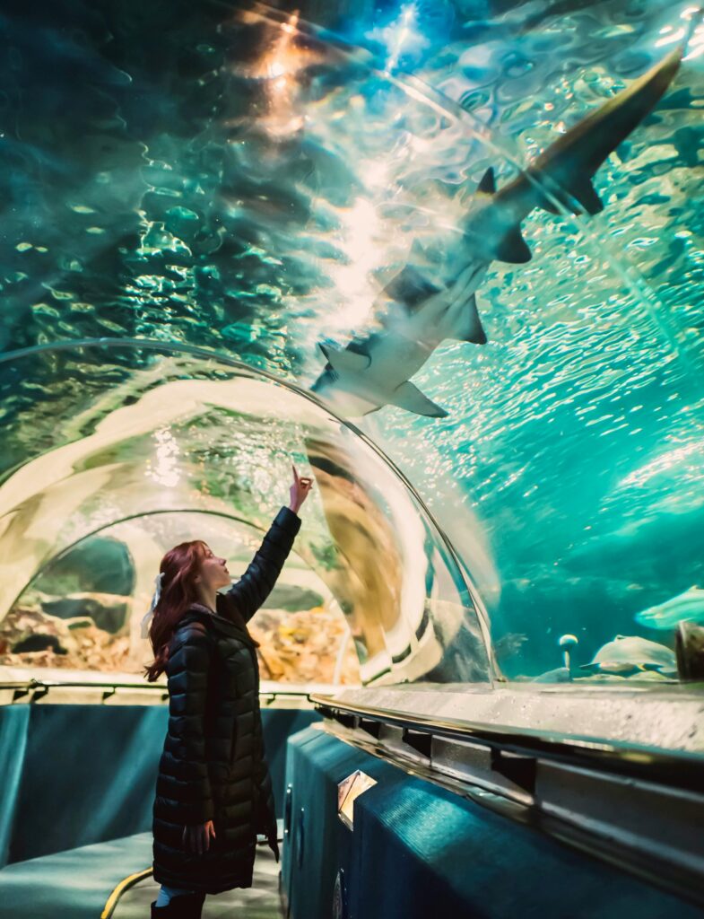 pexels-photo-32417586-32417586 Woman marvels at a shark swimming overhead in a mesmerizing aquarium tunnel.