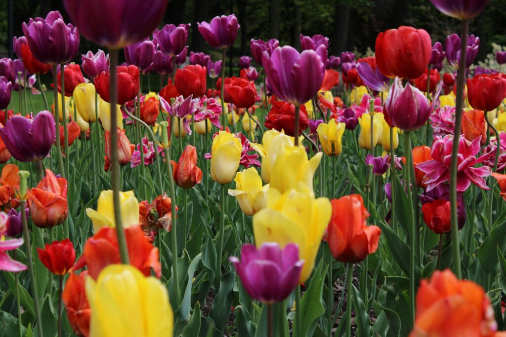 Missouri Botanical Garden