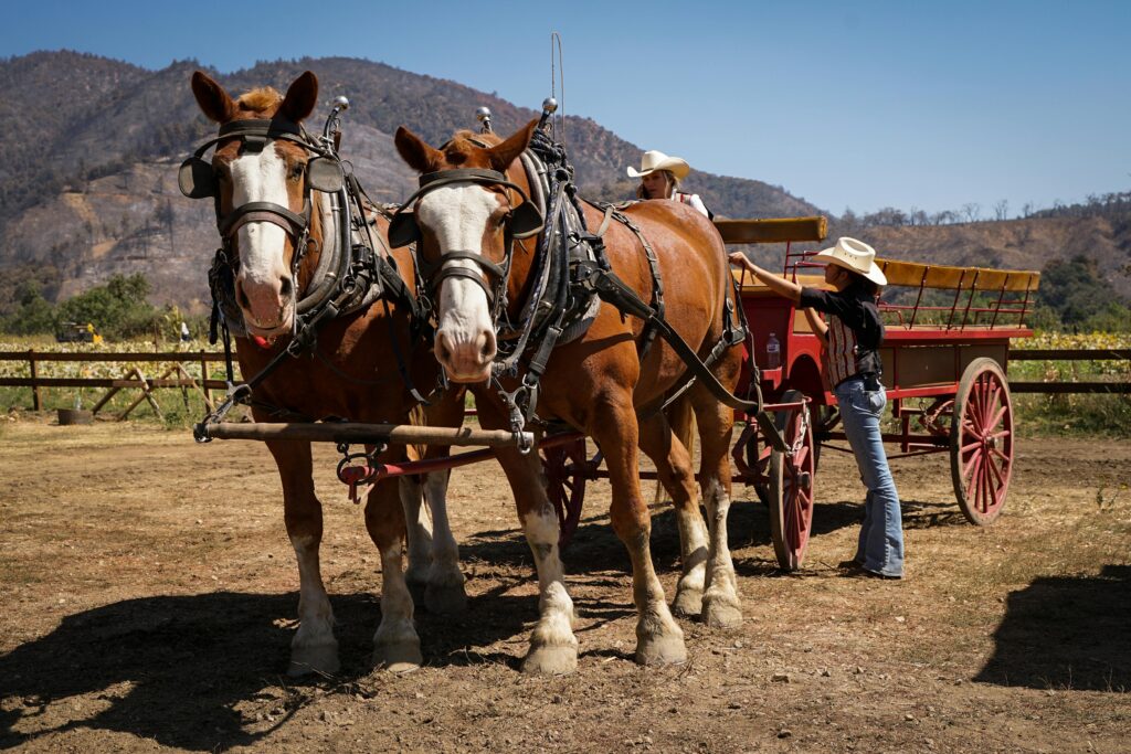 Two horses hitched to a carriage outdoors, with cowgirls preparing for a rural journey.