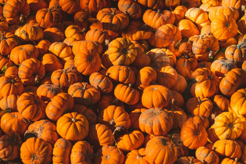 A large collection of bright orange pumpkins basking in warm autumn sunlight, ideal for fall themes.