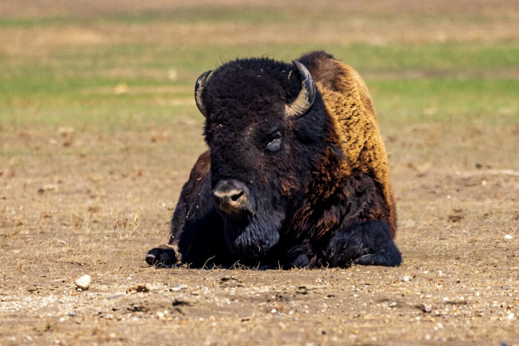 pexels-photo-17239804-17239804 A majestic American bison rests in an open grassland, embodying the wild essence of the Great Plains.