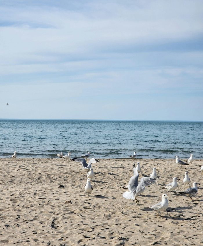 🏴‍☠️ Secret Agent’s Guide to Lake Erie’s Underground Paradise (Shhh… Locals Will Literally Plot Against You)